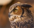 Great Horned Owl