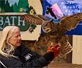 Great Horned Owl