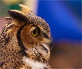 Great Horned Owl