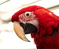 Green Winged Macaw