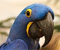 Hyacinth Macaw