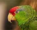 Mexican Red Headed Parrot