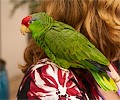 Mexican Red Headed Parrot