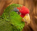 Mexican Red Headed Parrot