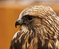 Rough Legged Hawk