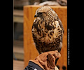 Rough Legged Hawk