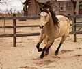 Cowboy Jimmys horse