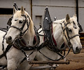 Draft Horses