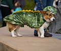 Tour de Corgi 2017