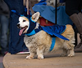 Tour de Corgi 2017