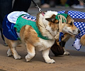 Tour de Corgi 2017