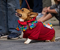 Tour de Corgi 2017