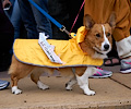 Tour de Corgi 2017