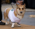 Tour de Corgi 2017