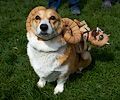 Tour de Corgi 2017