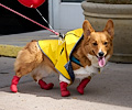 Tour de Corgi 2017