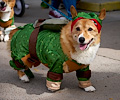 Tour de Corgi 2017