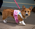 Tour de Corgi 2017