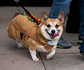 Tour de Corgi 2017