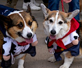 Tour de Corgi 2017