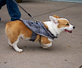 Tour de Corgi 2017