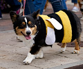 Tour de Corgi 2017