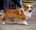 Tour de Corgi 2017