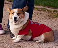 Tour de Corgi