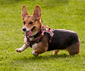 Tour de Corgi