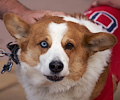 Tour de Corgi