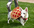 Tour de Corgi