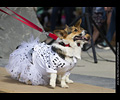 Tour de Corgi