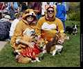 Tour de Corgi