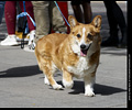 Tour de Corgi