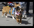 Tour de Corgi