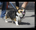 Tour de Corgi