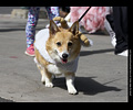 Tour de Corgi