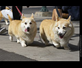 Tour de Corgi