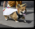 Tour de Corgi