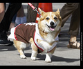 Tour de Corgi