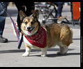 Tour de Corgi