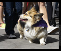 Tour de Corgi