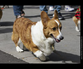 Tour de Corgi