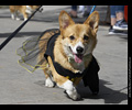 Tour de Corgi