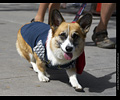 Tour de Corgi