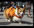 Tour de Corgi