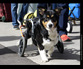 Tour de Corgi