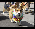 Tour de Corgi