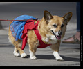 Tour de Corgi