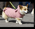 Tour de Corgi